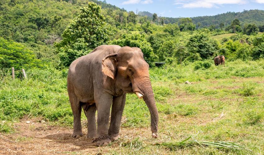 Wild Park Safari Home Stay ウダワラウェ エクステリア 写真