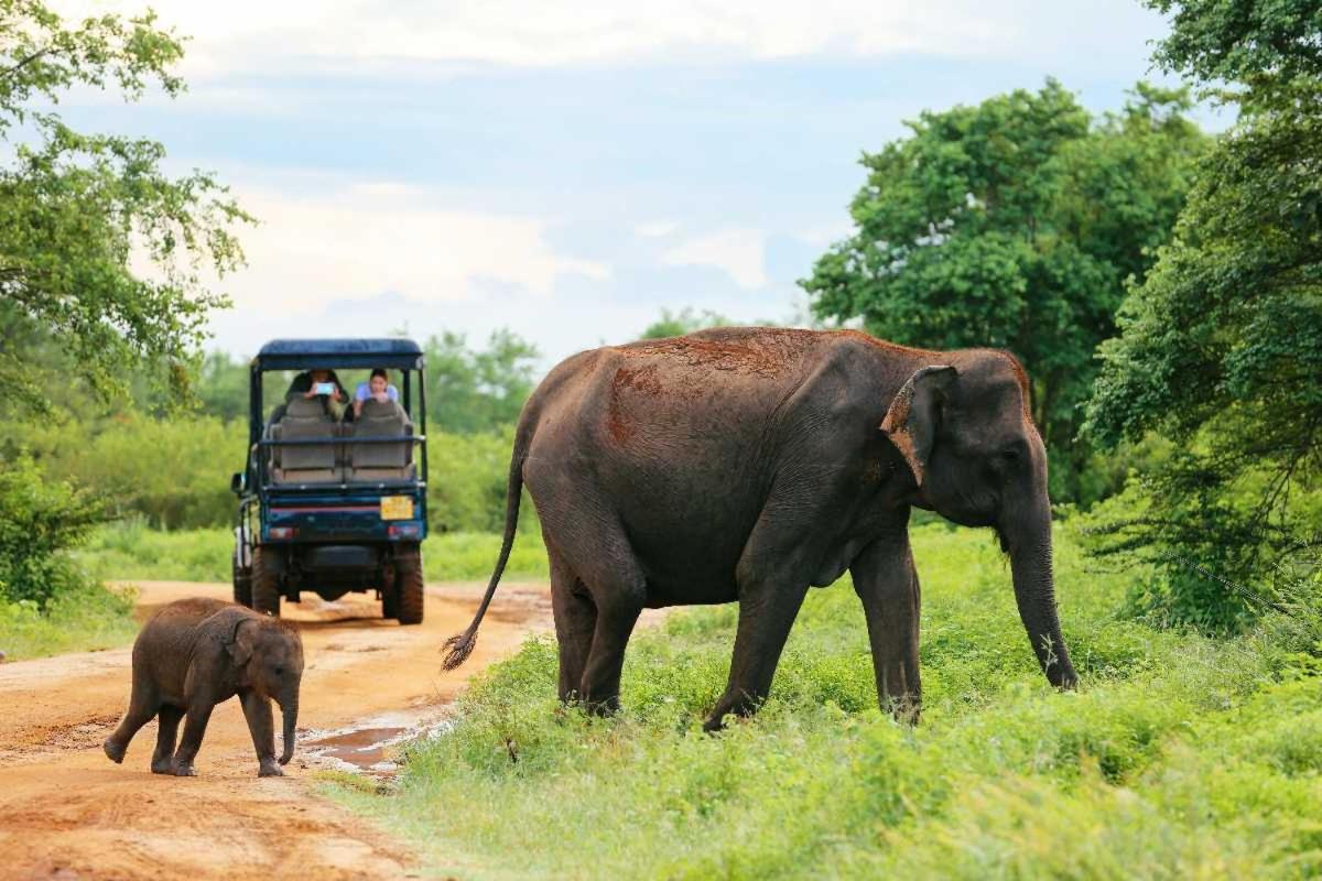 Wild Park Safari Home Stay ウダワラウェ エクステリア 写真