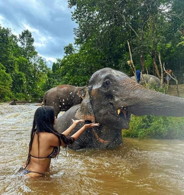 Wild Park Safari Home Stay ウダワラウェ エクステリア 写真