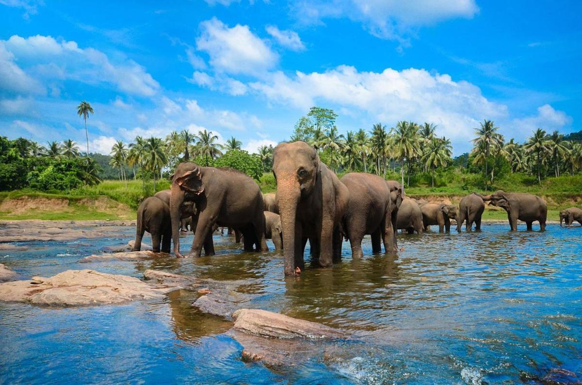 Wild Park Safari Home Stay ウダワラウェ エクステリア 写真